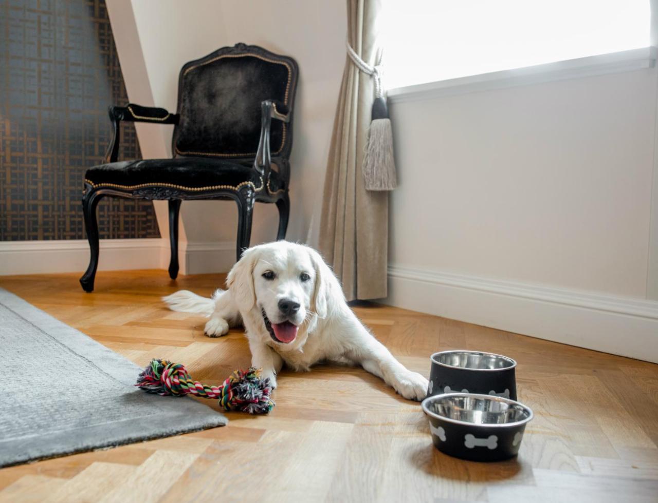 施伟泽霍夫伯尔尼水疗酒店 外观 照片 A dog with two dog bowls